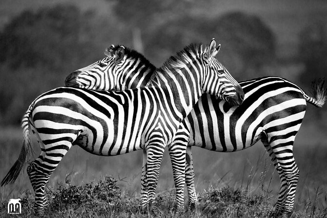 Private 1 Day Akagera Big Five Safari with pick up and lunch. - Six hours among Akagera’s animals