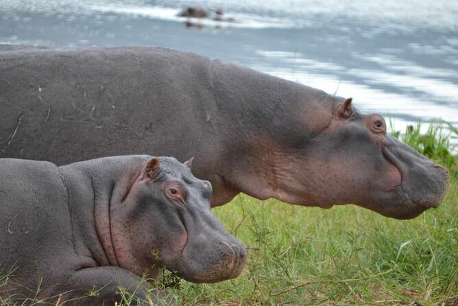 Private 1 Day Akagera Big Five Safari with pick up and lunch. - The guide can make or break the day