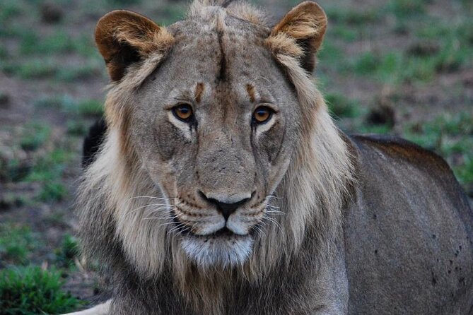 Private 1 Day Akagera Big Five Safari with pick up and lunch. - A long return to Kigali
