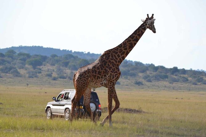 Private 1 Day Akagera Big Five Safari with pick up and lunch. - Who will get the most from this safari