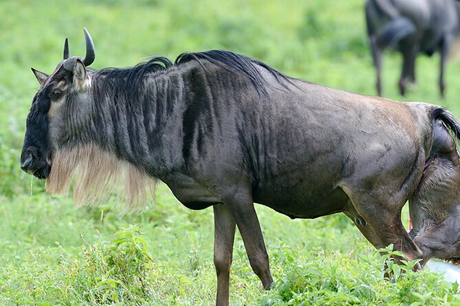 Private 6-Day Great Migration Ndutu Serengeti Safari Tour - Why Ndutu makes this safari different