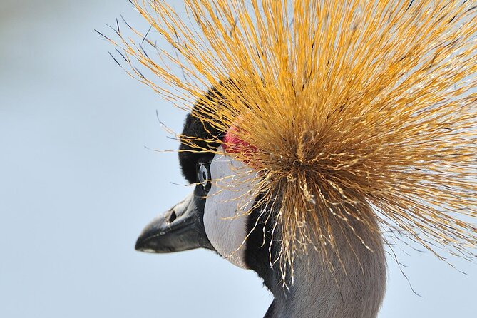 Private 6-Day Great Migration Ndutu Serengeti Safari Tour - Day three: reaching Lake Ndutu and the southern Serengeti