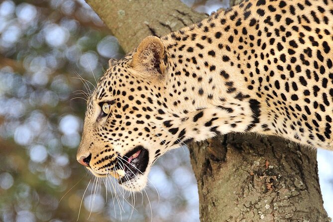 Private 6-Day Great Migration Ndutu Serengeti Safari Tour - The private vehicle and guide make the biggest difference