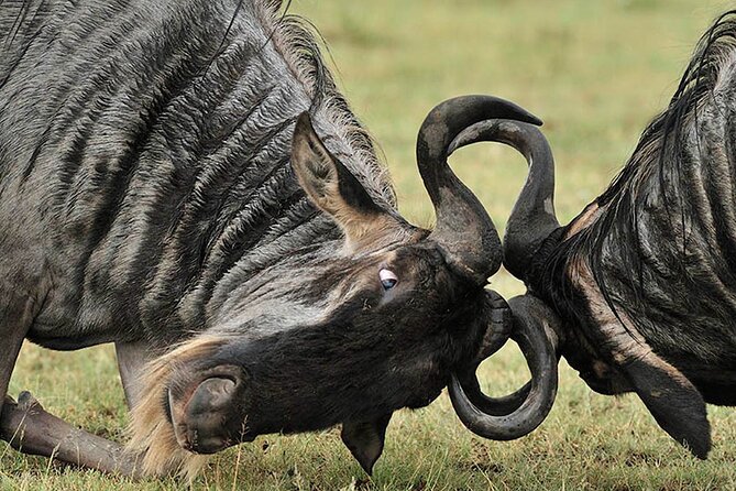 Private 6-Day Great Migration Ndutu Serengeti Safari Tour - Day one in Arusha: a practical start