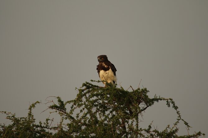 Private 7-Day Tanzania Camping Safari - What this Tanzania safari does well