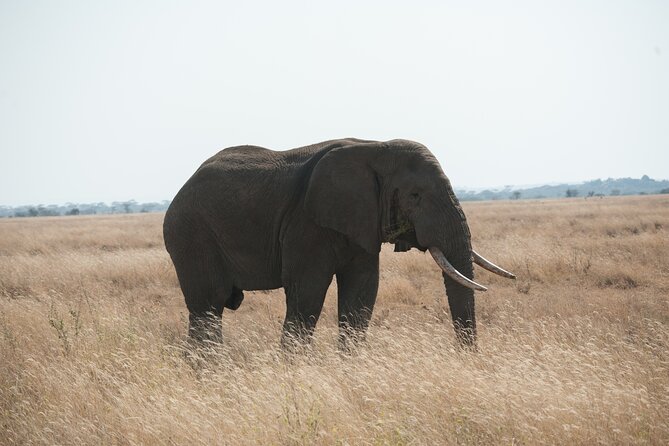 Private 7-Day Tanzania Camping Safari - Day 3: Returning to the Serengeti’s open plains