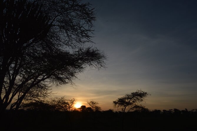 Private 7-Day Tanzania Camping Safari - Day 4: A full Serengeti day around Seronera
