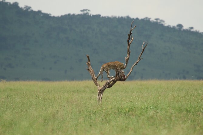 Private 7-Day Tanzania Camping Safari - Day 6: Olduvai Gorge and the Ngorongoro descent