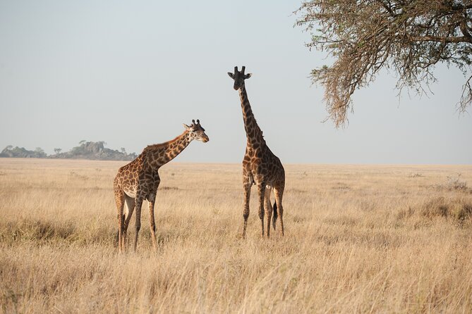 Private 7-Day Tanzania Camping Safari - Day 7: Six hours inside Ngorongoro Crater