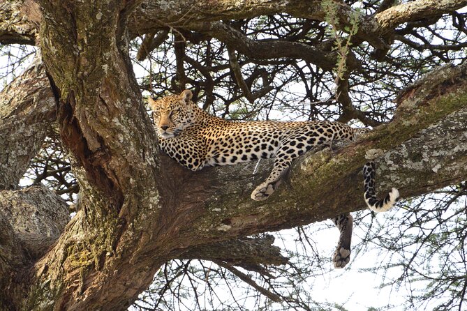 Private 7-Day Tanzania Camping Safari - Day 2: Lake Manyara’s forest, escarpment, and lake shore