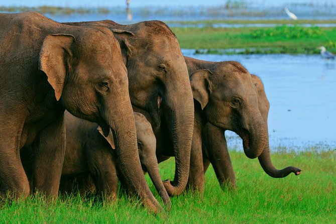 Private Day Trip to Sigiriya, cave and National park Safari Tour - Why this Sri Lanka day trip is tempting
