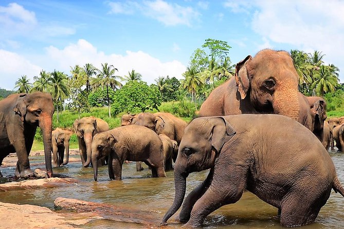 Private Day Trip to Sigiriya, cave and National park Safari Tour - Dambulla Cave Temple and the Golden Temple