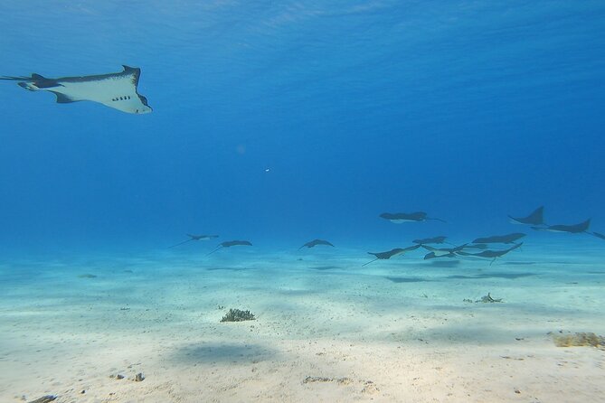 Private Full Day Lagoon Safari and Lunch on a Motu in Bora Bora - Starting at Matira at 9:00 am
