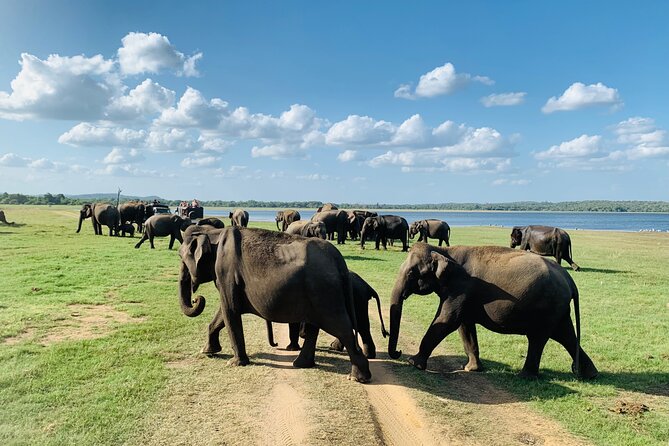 Private Jeep Safari at Minneriya National Park to Visit Elephants - Kaudulla and Hurulu Eco-Park alternatives