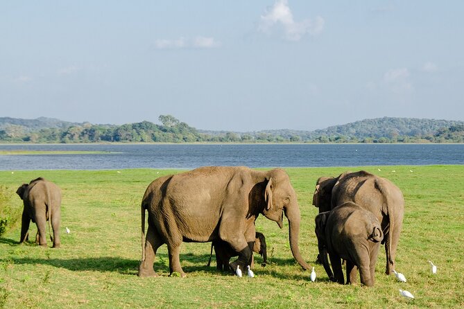 Private Jeep Safari at Minneriya National Park to Visit Elephants - What the $36 price really includes