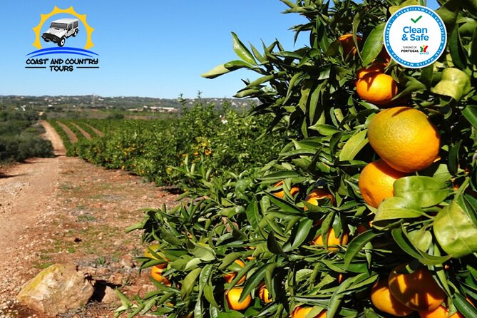 Private Jeep Safari Half-Day Tour - Fruit country and the Algarve mountains at Pico Alto