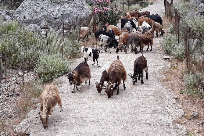 Private - Jeep Safari Tour with Lunch and Tastings - Anoskeli Olive Mill and Winery