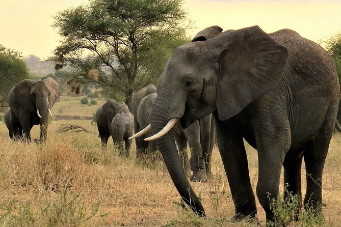 Private Multi Day Tour Tanzania Safari - Day two: Lake Manyara’s compact mix of habitats