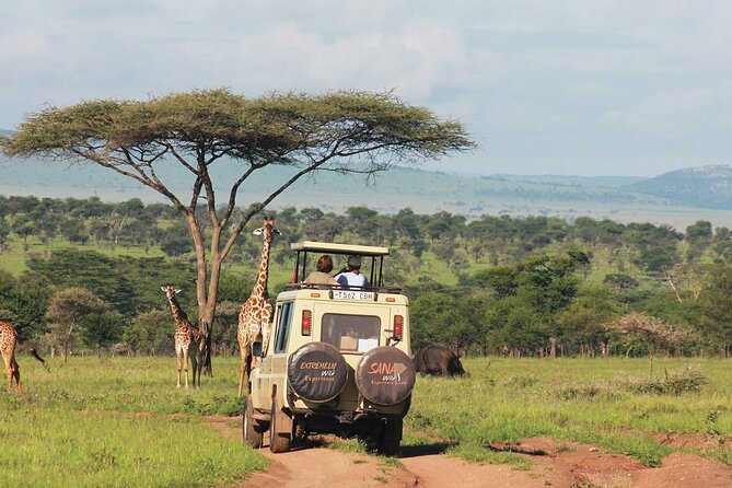Private Multi Day Tour Tanzania Safari - Day three: Ngorongoro Crater and the road to Serengeti
