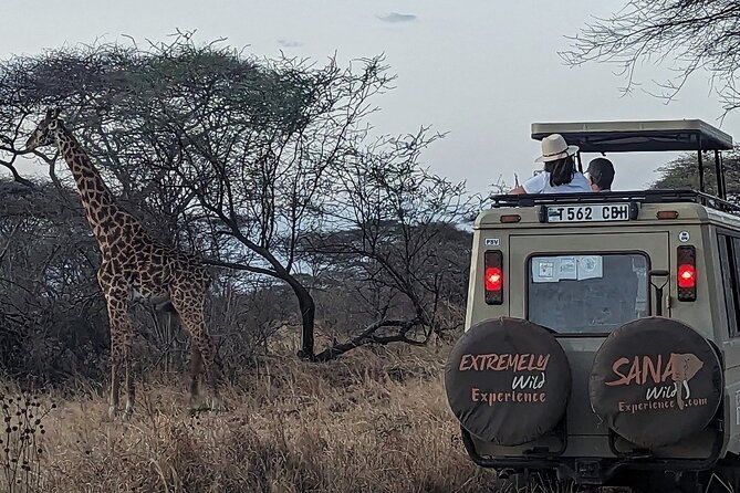 Private Multi Day Tour Tanzania Safari - Day five: Last Serengeti sightings and a return to Karatu