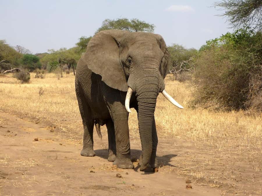 PRIVATE OVERNIGHT SALTLICK SAFARI FROM MOMBASA OR DIANI - Who will enjoy this trip most?