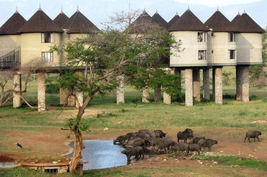 PRIVATE OVERNIGHT SALTLICK SAFARI FROM MOMBASA OR DIANI - Why Salt Lick Lodge makes the overnight special
