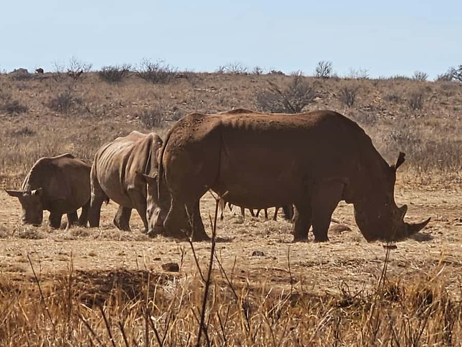 Private Rhino and Lion Park, Cradle Caves or Maropeng Museum - Key points at a glance