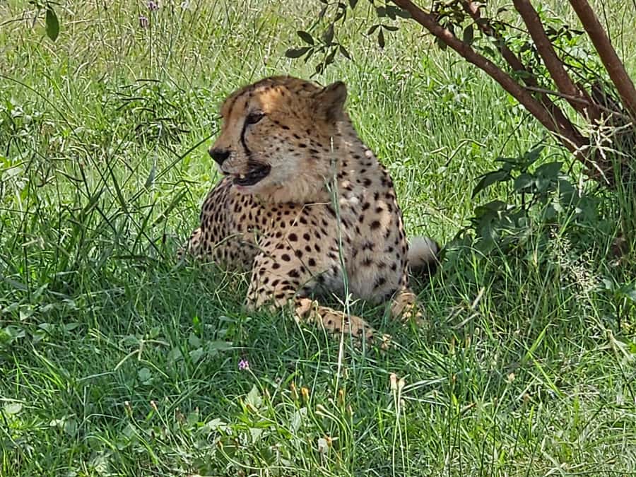 Private Rhino and Lion Park, Cradle Caves or Maropeng Museum - FAQ
