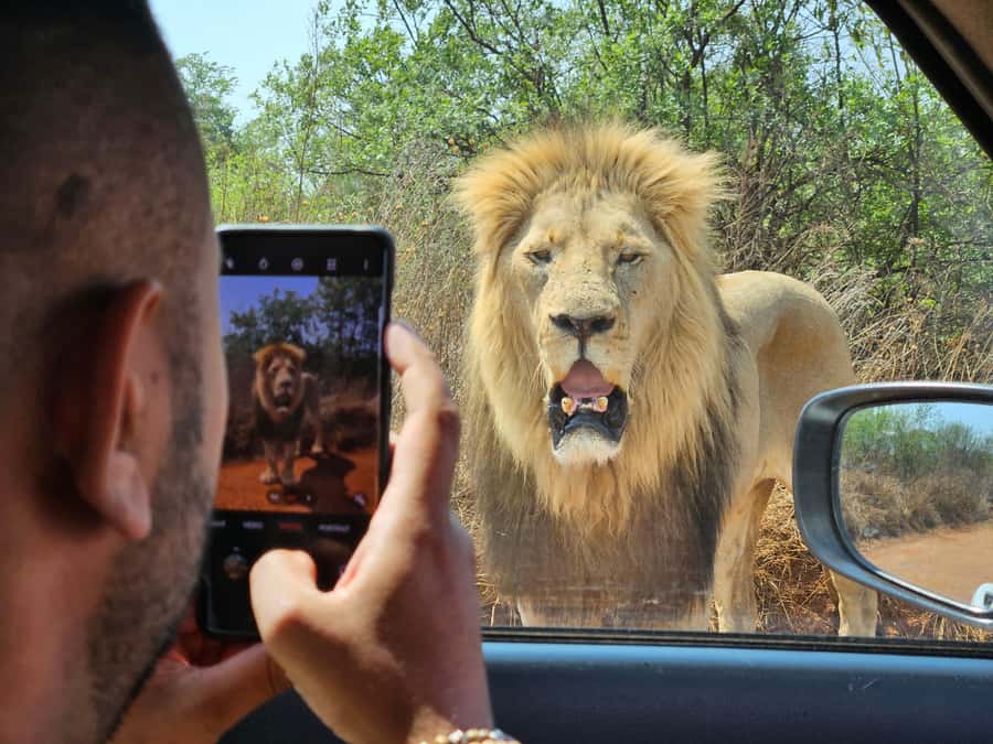 Private Rhino and Lion Park, Cradle Caves or Maropeng Museum - A six-hour Gauteng outing with real variety