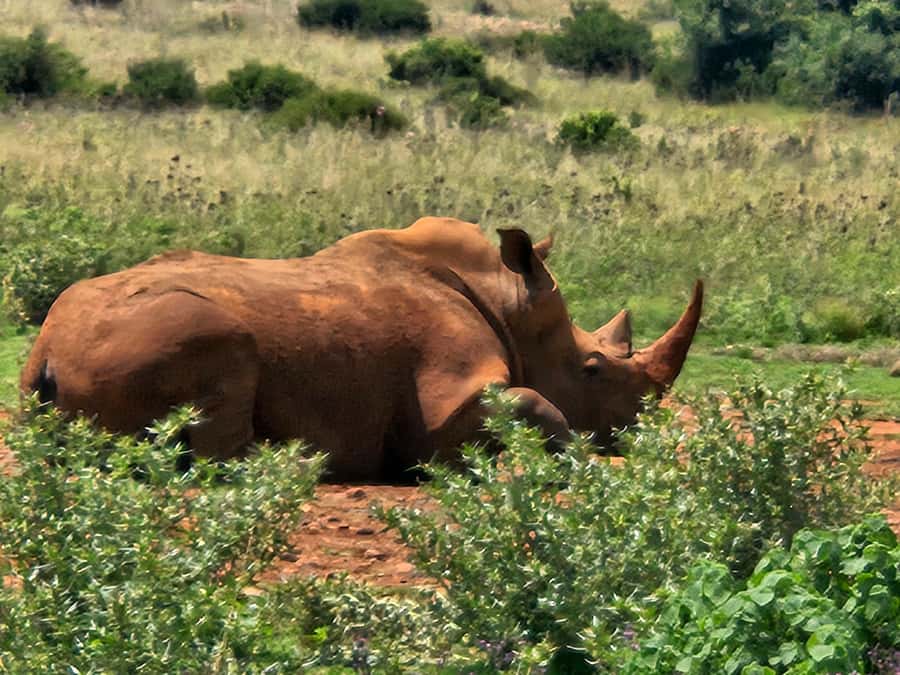 Private Rhino and Lion Park, Cradle Caves or Maropeng Museum - What the $87 price really covers