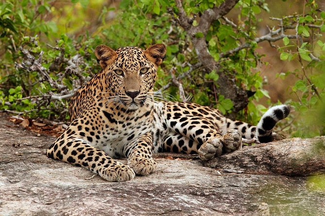 Private Trip to Sigiriya, Dambulla & safari from Colombo/ Negombo - Pidurangala, the quieter companion to Sigiriya