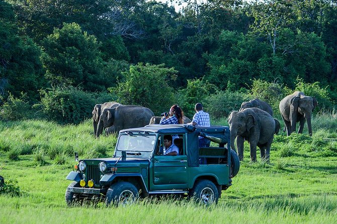 Private Trip to Sigiriya, Dambulla & safari from Colombo/ Negombo - Minneriya safari, the day’s wildlife gamble