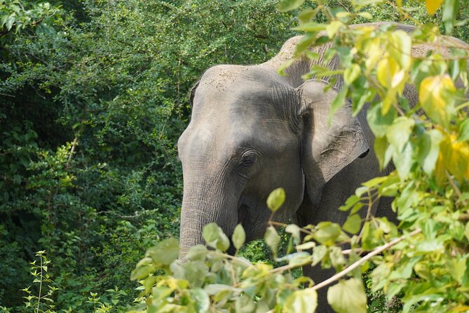 Private Udawalawe Safari Tour with Elephant Transit Home - The drive from the coast: useful comfort, real road time