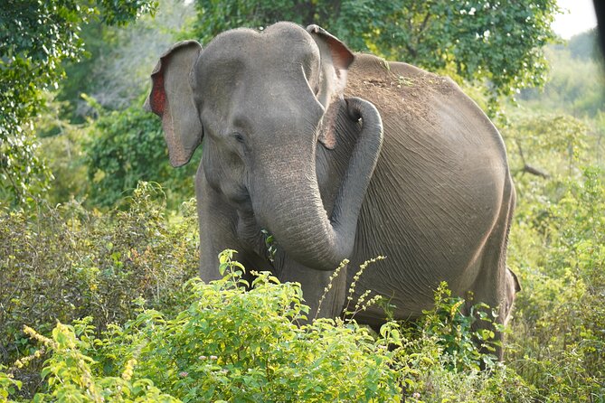 Private Udawalawe Safari Tour with Elephant Transit Home - The guides can shape the whole day