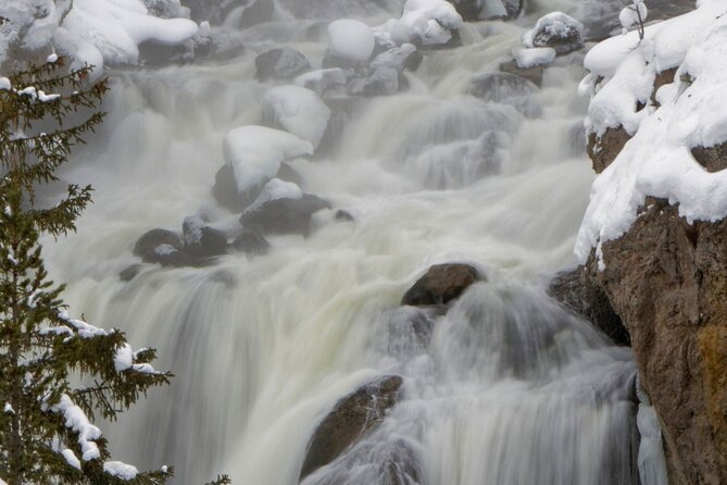 Private Yellowstone Winter Wolf Watching and Wildlife Safari - What wildlife watching feels like from a private vehicle