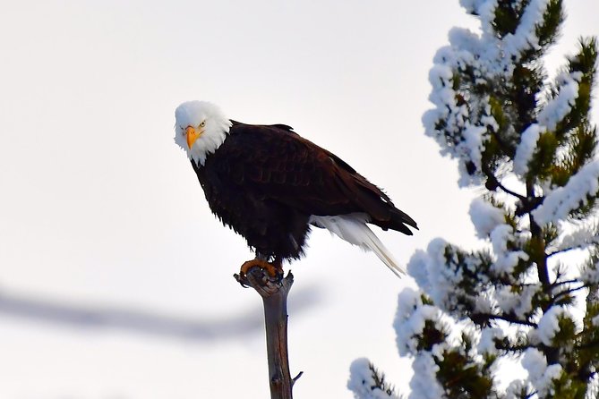 Private Yellowstone Winter Wolf Watching and Wildlife Safari - Mammoth Hot Springs after the wildlife search