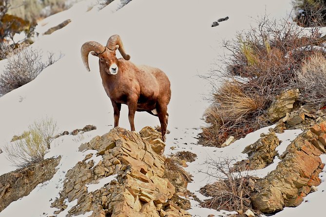 Private Yellowstone Winter Wolf Watching and Wildlife Safari - The guides are a major part of the value