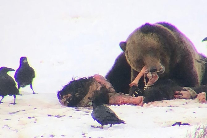 Private Yellowstone Winter Wolf Watching and Wildlife Safari - Price, park fees, and who gets good value