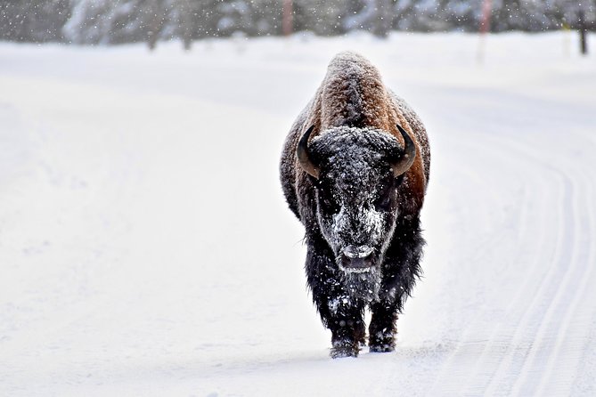 Private Yellowstone Winter Wolf Watching and Wildlife Safari - Lamar Valley and the search for wolves