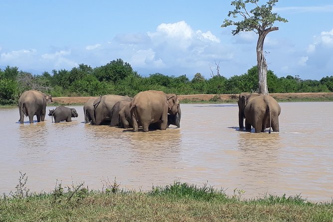 Privet One Day Udawalawe National Park Elephant Safari - The Practical Cost of a $267 Private Tour