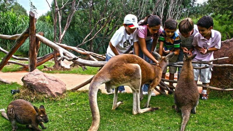 Puebla Africam Safari Park, Live an Unforgettable Adventure! - Key points to know before you go