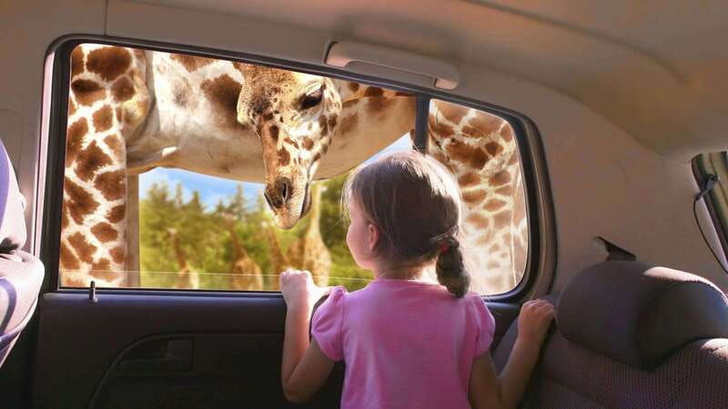 Puebla Africam Safari Park, Live an Unforgettable Adventure! - Why Africam Safari makes a strong day trip from Puebla