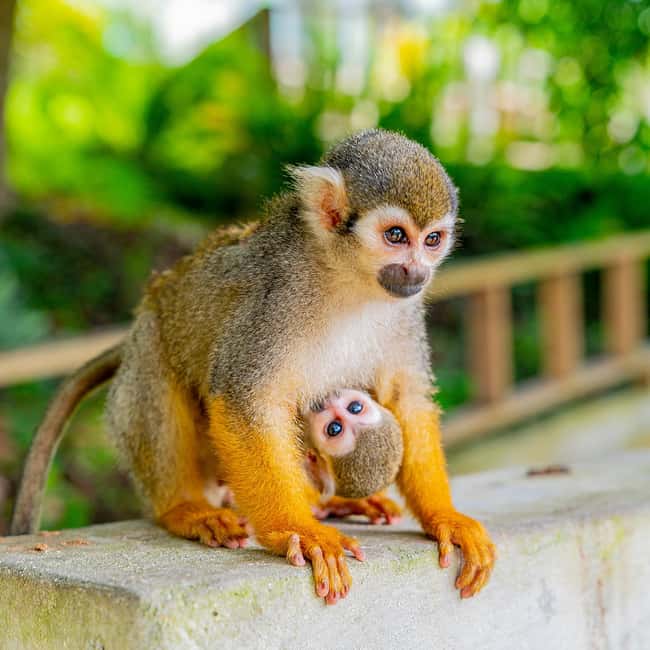 Punta Cana: Monkey Land Half-Day Safari and Plantation - Who will enjoy this half-day outing?