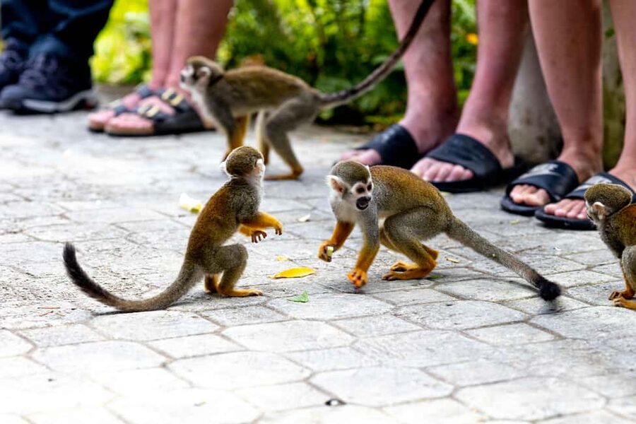 Punta Cana: Monkey Land Half-Day Safari and Plantation - Booking tips that make the day easier
