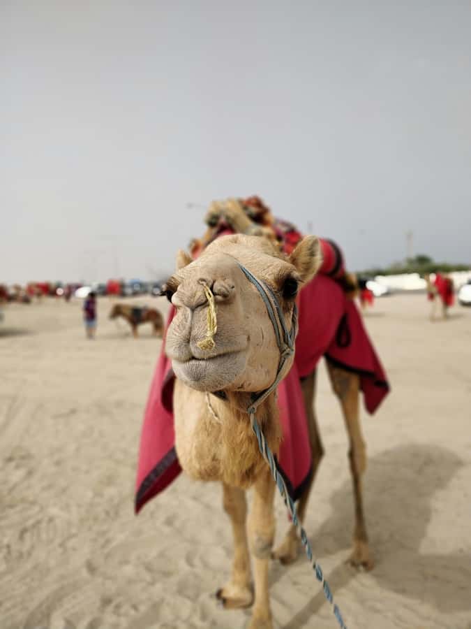 Qatar: Desert Safari, Camel Ride, Inland sea, Sandboarding - Sandboarding is simple, active fun
