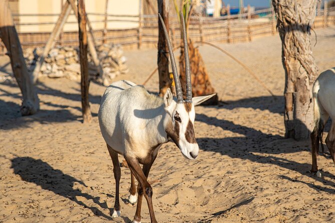 Qatar Half Day Desert Safari(Camel Rides & Sandboarding) - A fast way to leave Doha behind
