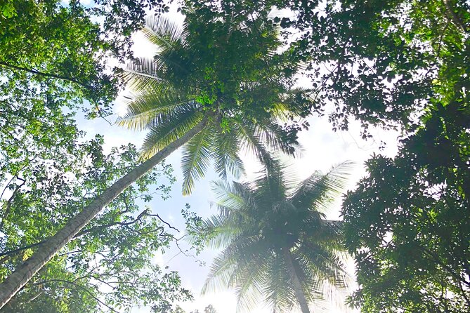 Rainforest Hike and Waterfall Safari - Venus Estate Waterfall and its natural pools