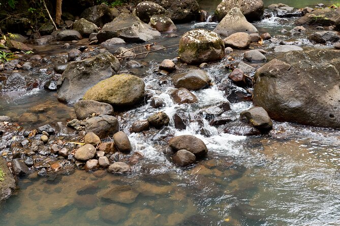 Rainforest Hike and Waterfall Safari - Guides who make the difference