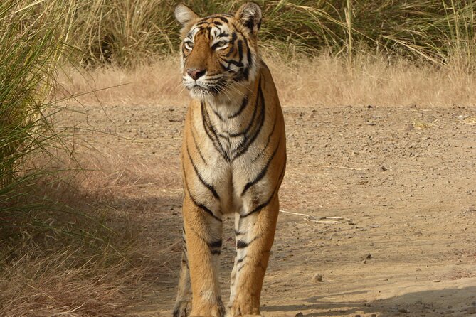 Ranthambore National Park - Meeting at Ranthambore City Heart