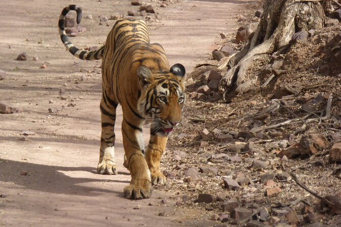 Ranthambore National Park - Zone assignments can shape your day